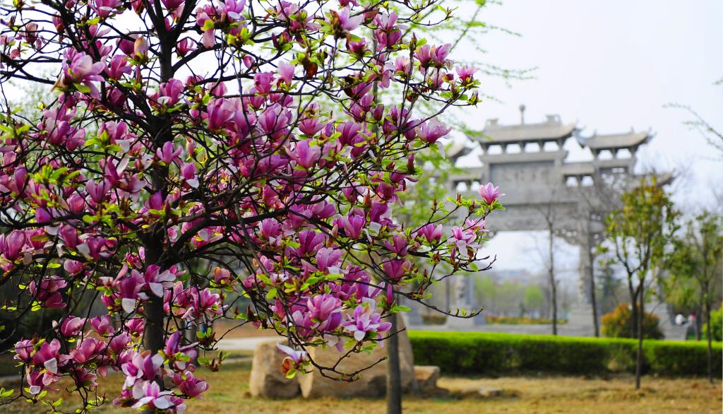 春花烂漫